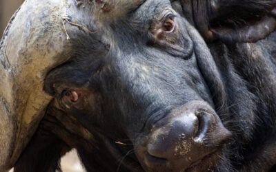 Capturing the Soul of the Wild: A Close-Up Journey at the Zoo