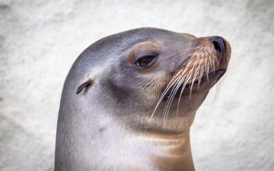 A Close-Up Safari: Discovering New Faces at the Zoo