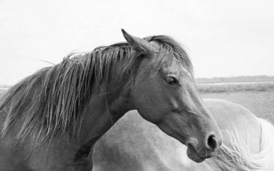 Top foto’s van 2018