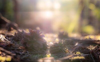 Capturing Magic: A Sunset Walk in the Forest