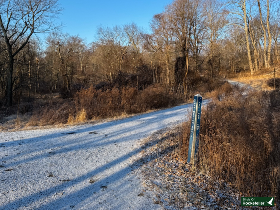 image A snow-dusted path forks into a wooded area, with a trail sign on the side. Sparse trees and undergrowth are visible in the background.