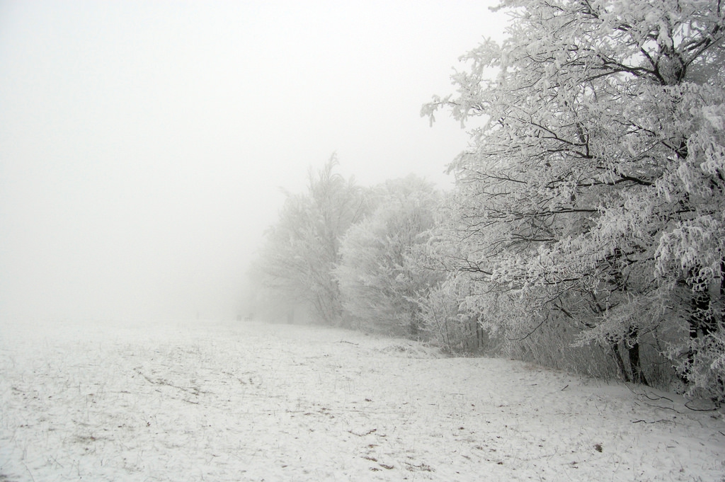 אסתי וינשטיין
