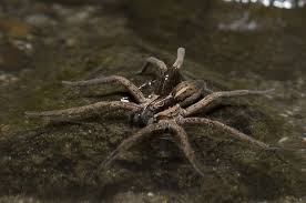 הדברה עכבישים