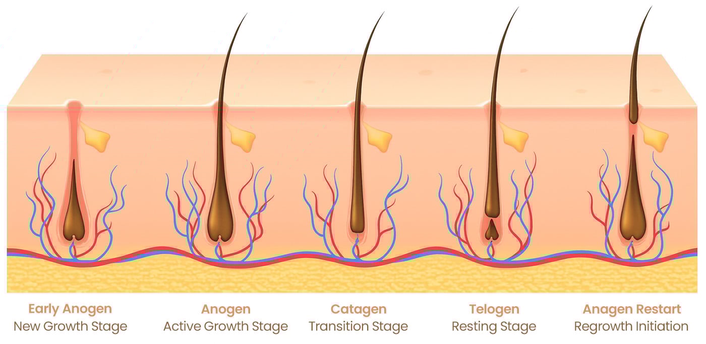 Hair growth cycle diagram explaining session spacing