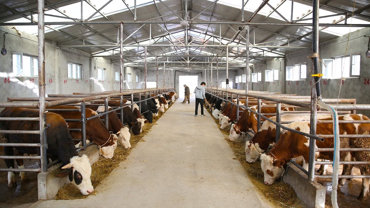 Хоёр талаараа лангуунд үхэр эгнүүлэн эгнүүлэн тавьсан төмөр дээвэртэй, гэрэлтүүлэг сайтай том амбаарын голд нэг хүн зогсож, өвс идэж байна. - Business.MN