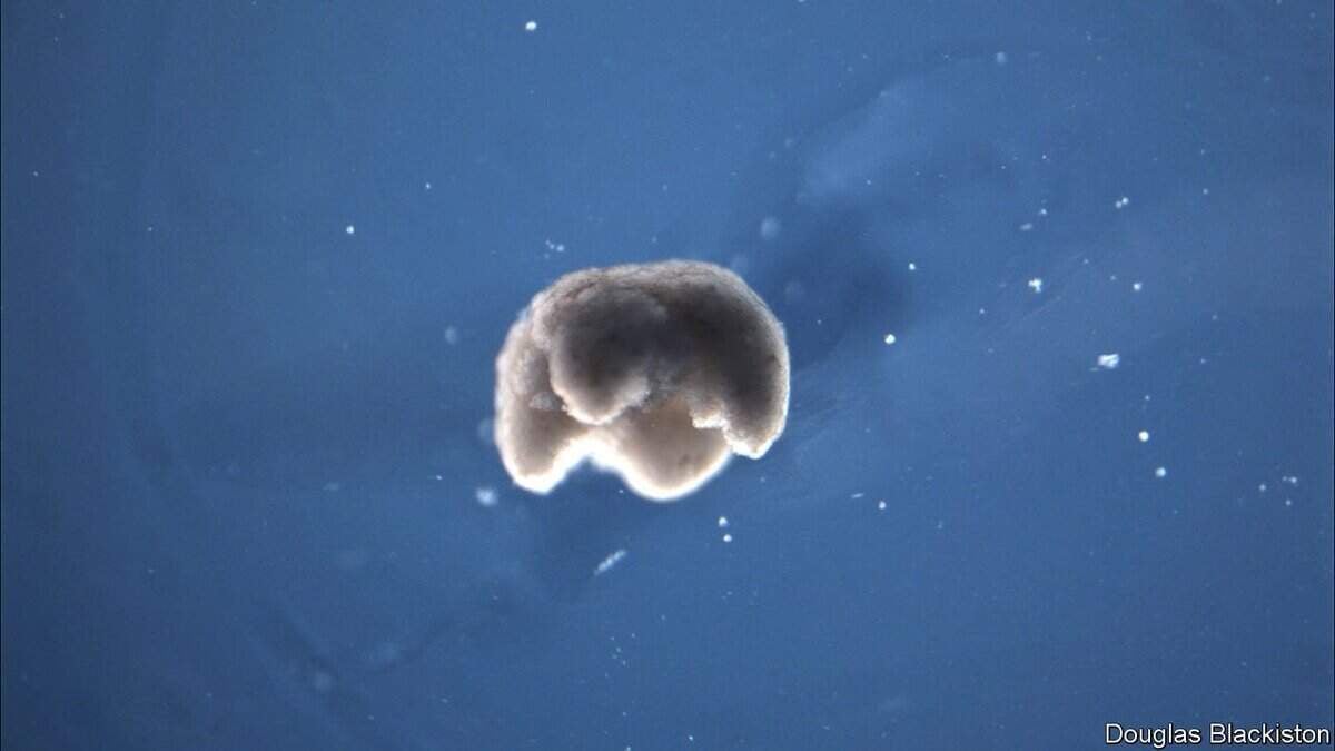 Анхны “амьд робот”-ыг бүтээв