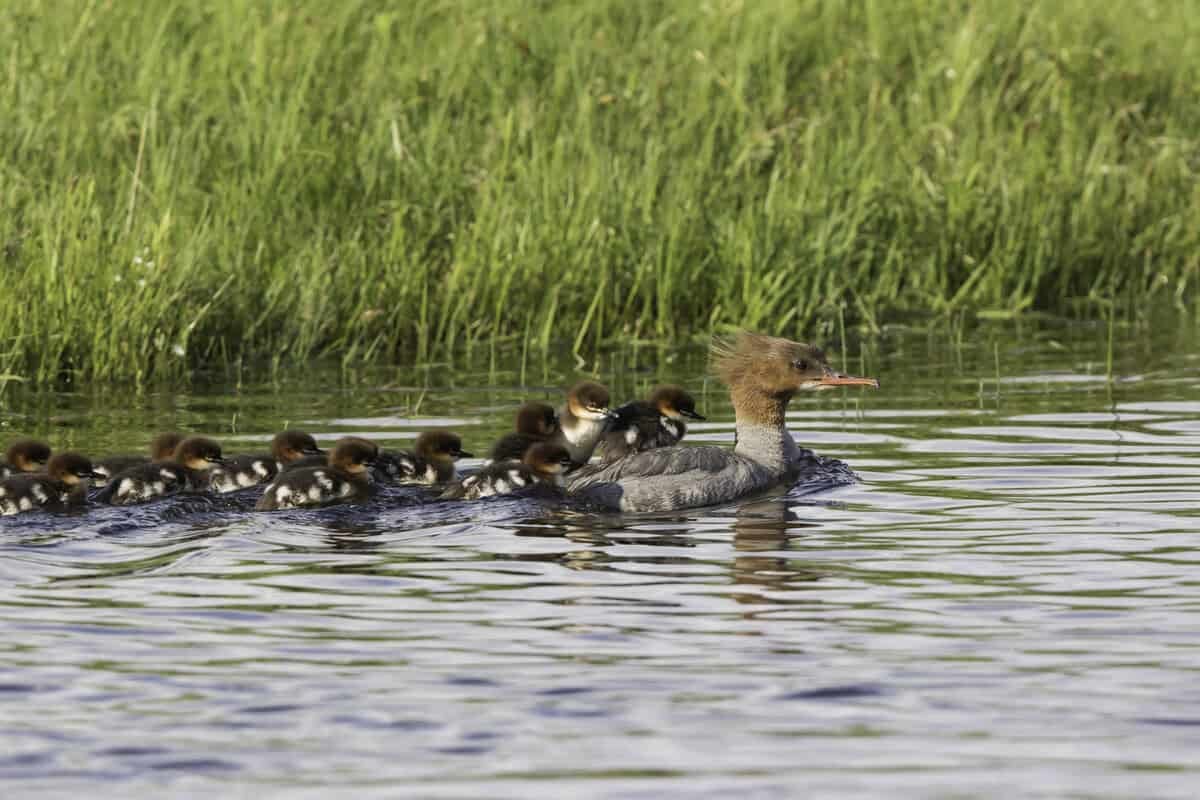 Эх нугас дэгдээхэйнүүдийн цуваа намуухан усан дээгүүр хөтөлдөг. Эргэн тойрон нь ногоон зүлэгтэй. - Business.MN