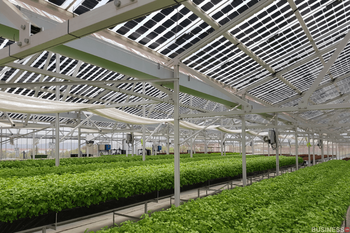 Ил тод нарны хавтангийн дээврийн дор ургасан өтгөн ногоон ургамал бүхий орчин үеийн хүлэмж. Бүтэц нь цагаан металл цацрагуудаар бэхлэгдсэн бөгөөд өдрийн тод гэрэл хагас тунгалаг хавтангаар дамжин өнгөрдөг. - Business.MN