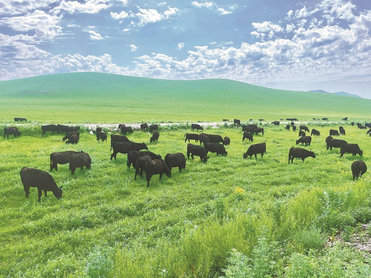 Өвөр Монголын ногоон тал дээр, тод хөх тэнгэрийн дор хар малын сүрэг бэлчиж байгаа нь баян малчингийн амьдралын хэв маяг, энэ дов толгодоос өндөр чанартай мах амлаж буйг илтгэнэ. - Business.MN