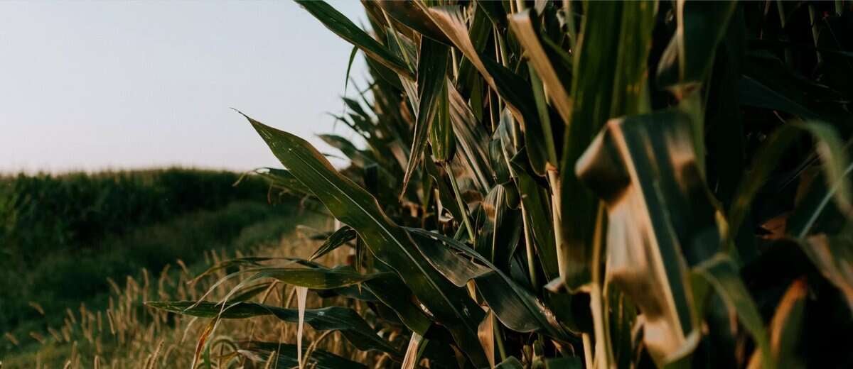 Нар жаргах үед эрдэнэ шишийн талбайн ойроос харахад хүрээний баруун талыг дүүргэсэн өндөр ногоон иш, зүүн талд нь талбайн хажуугаар гүйж буй шороон зам. Цаана нь тэнгэр цэлмэг бөгөөд жаргаж буй нарны зөөлөн өнгөнд үл ялиг шингэж, ямар ч энтрепренерт тэмүүлж буй тайвширсан фоныг будна. - Business.MN