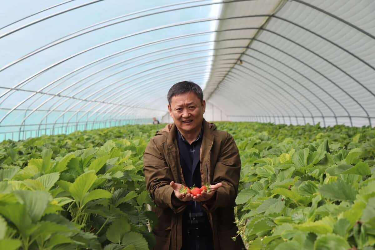 Нэг хүн гартаа боловсорч гүйцсэн гүзээлзгэнэ бариад өтгөн ногоон ургамлаар дүүрэн хүлэмжинд зогсож байна. Хүлэмж нь өргөн бөгөөд тод, тунгалаг дээвэр дор эрүүл навчаар дүүрэн байдаг. - Business.MN