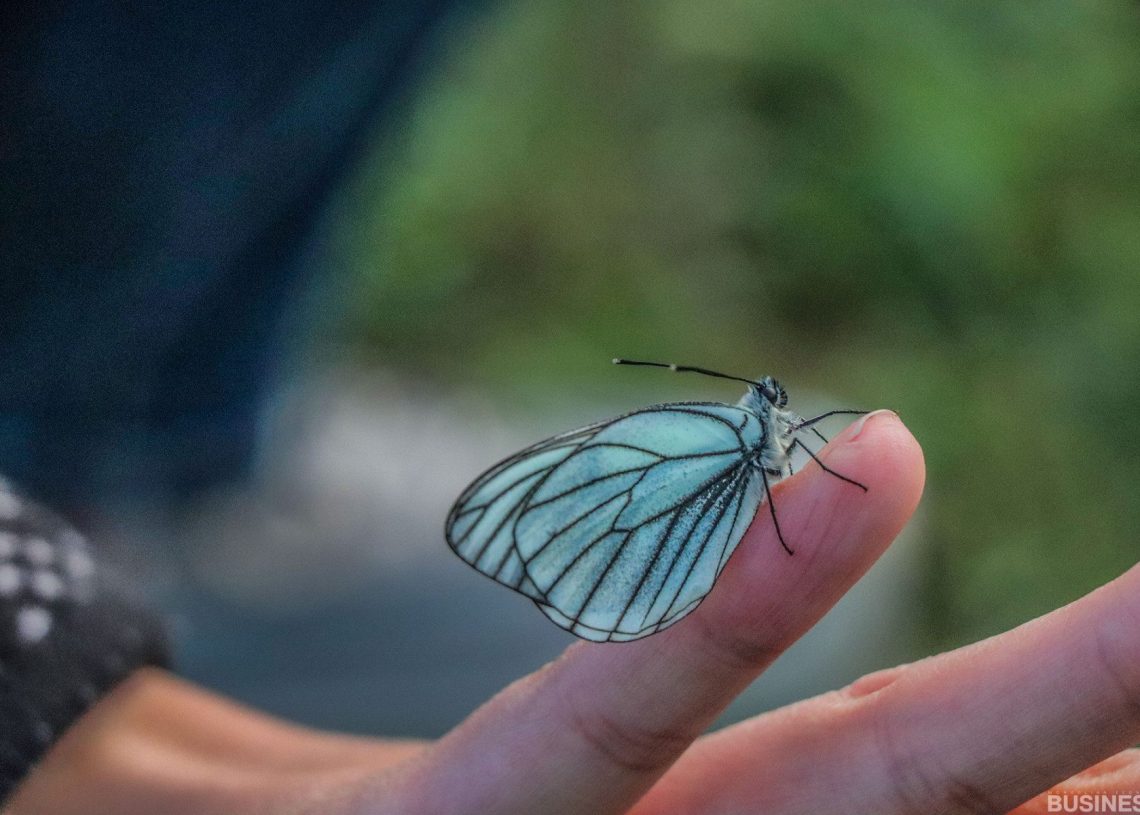 Тунгалаг, цайвар цэнхэр далавчтай нарийхан эрвээхэй хүний хурууны үзүүр дээр тогтдог. Арын дэвсгэр нь зөөлөн бүдгэрч, ногоон байгууламжийг харуулсан бөгөөд тайван, байгалийн байдлыг бий болгодог. - Business.MN