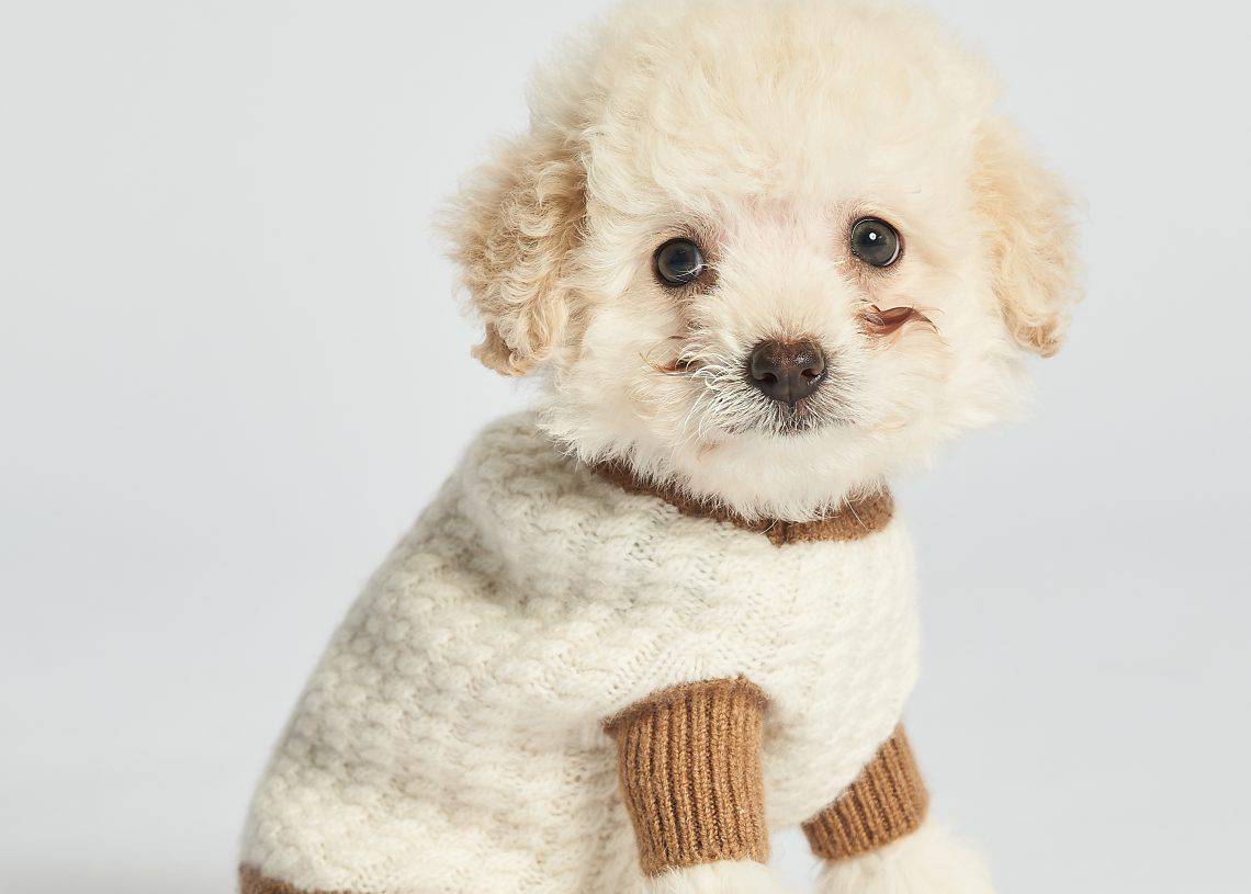 Сэвсгэр үстэй, цөцгийтэй жижигхэн пудель гөлөг энгийн дэвсгэр дээр сууж байна. Гөлөг цагаан сүлжмэл цамц өмсөж, ханцуй, хүзүүндээ бор өнгийн сүлжмэл цамц өмсөж, бизнес эрхлэгчдийн уулзалтад оролцоход бэлэн байгаа мэт өхөөрдөм илэрхийлэлтэйгээр хажуу тийшээ харав. - Business.MN