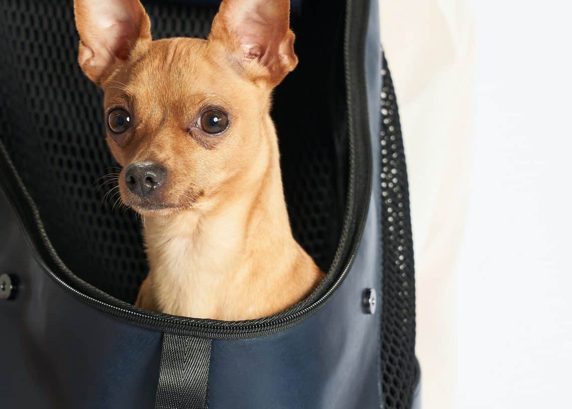 Том чихтэй, жижиг бор нохой нь хар үстэй, цөцгий өнгөтэй дээд хувцастай бизнес эрхлэгчийн өмсдөг цэнхэр тортой нохой үүргэвчний дотор сууж байна. Тэдний толгойн ар тал, орой нь харагдана, нохой нь анхааралтай харцаар урагшаа ширтэнэ. - Business.MN