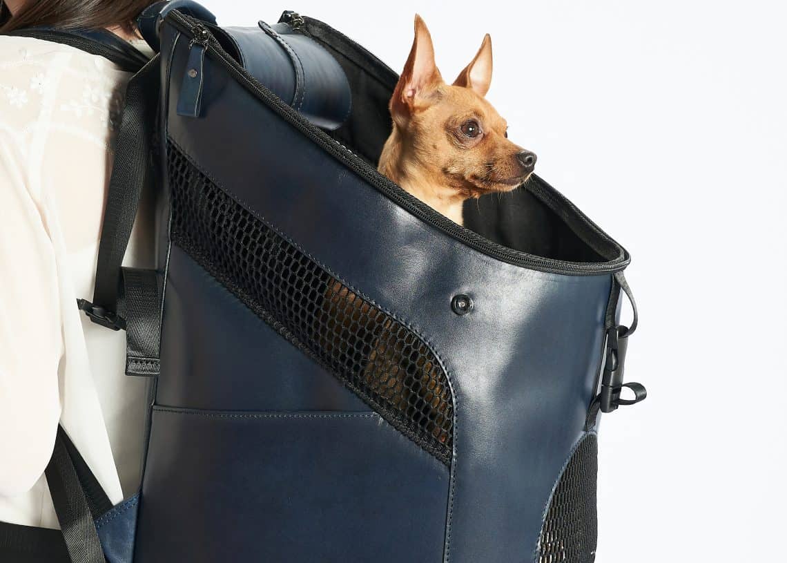 Урт үстэй, энтрепренер байж магадгүй хүн гэрийн тэжээвэр амьтан авч явах зориулалттай хар хөх өнгийн үүргэвч өмссөн байна. Үүргэвч нь торон хавтангаар хийгдсэн бөгөөд хүн бага зэрэг хажуу тийшээ эргэх үед оройноос нь үзүүртэй чихтэй жижиг бор нохой харагдана. - Business.MN