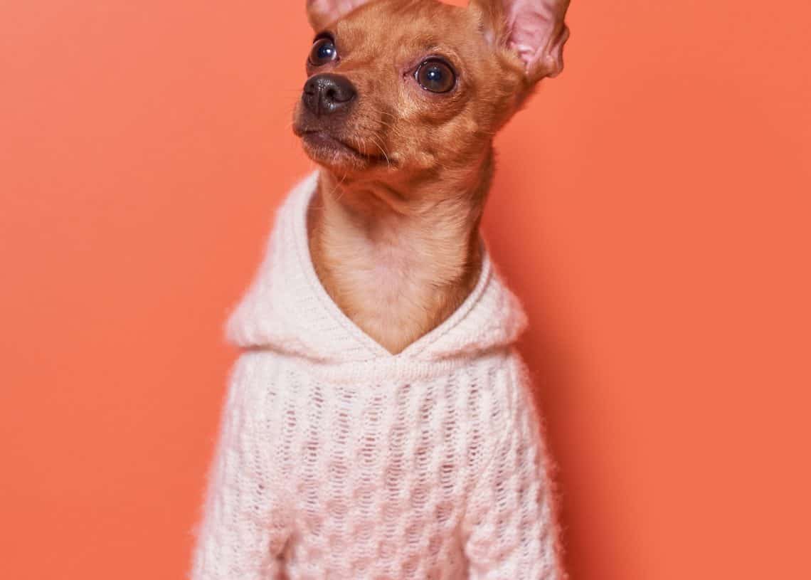 Улбар шар өнгийн ханцуйвчтай цагаан цамц өмссөн том чихтэй жижиг бор нохой улбар шар дэвсгэр дээр сууж байна. Нохой дараагийн бизнесийнхээ талаар бодож байгаа мэт бага зэрэг дээш, зүүн тийш харж байгаа бололтой. - Business.MN