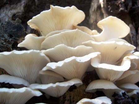 A cluster of white oyster mushrooms growing closely together on a piece of wood, showing their wide, fan-shaped caps and delicate gills underneath.