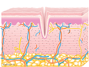 Collagen Synthesis Begins | TempSure Envi