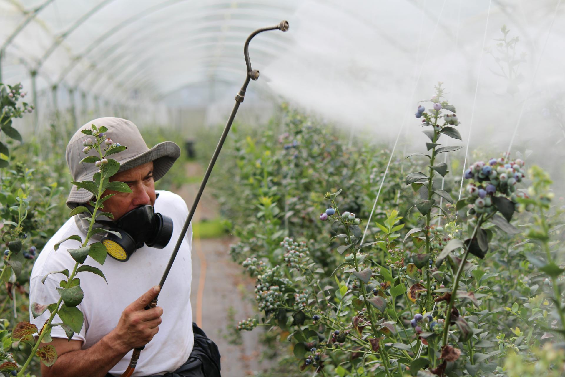 The Risks of Overusing Pesticides in Home Gardens