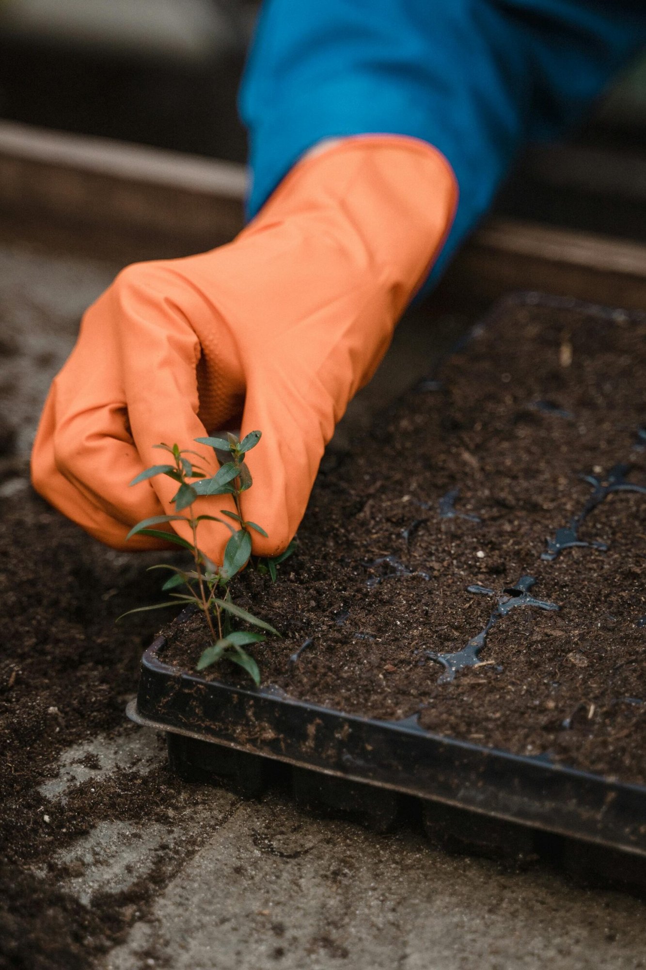 The Transplanting Process