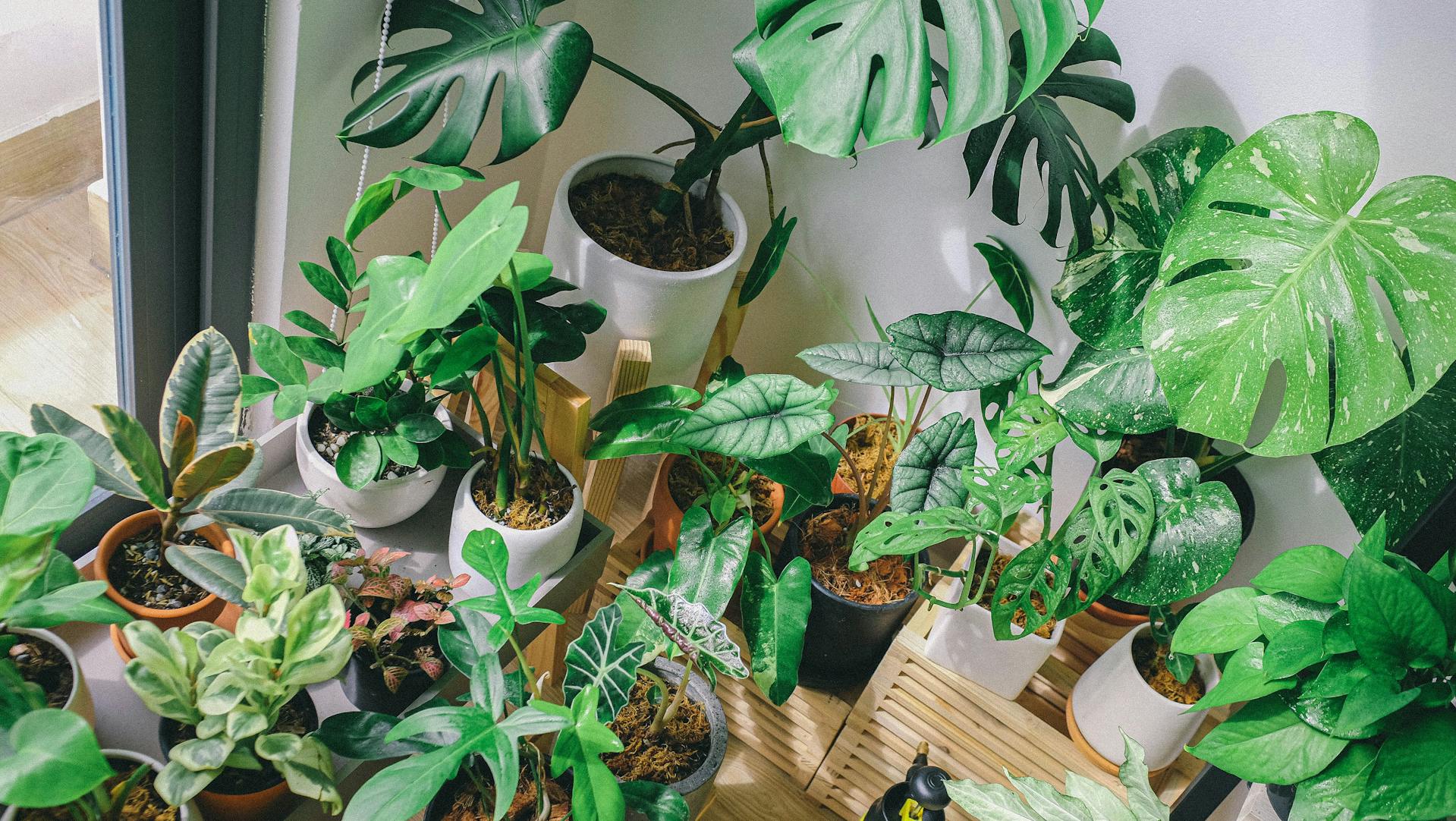 Top Indoor Plants for Cleaner Air