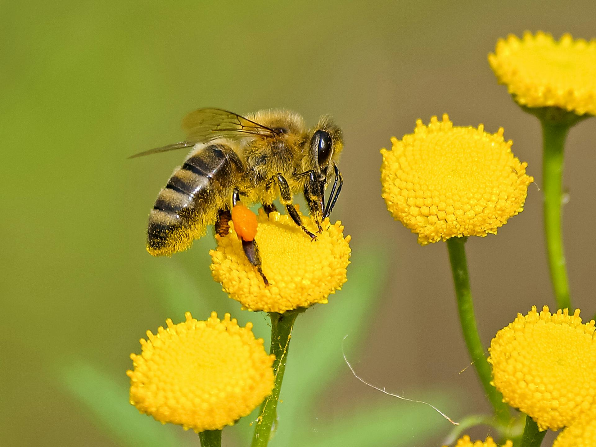 How to Attract Pollinators to Your Garden