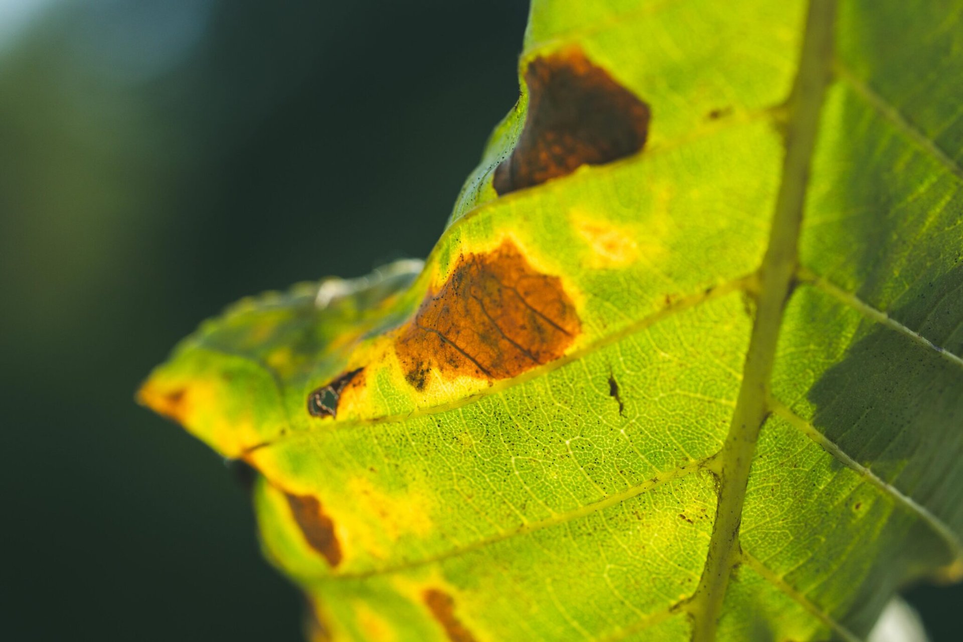 leaf spots
