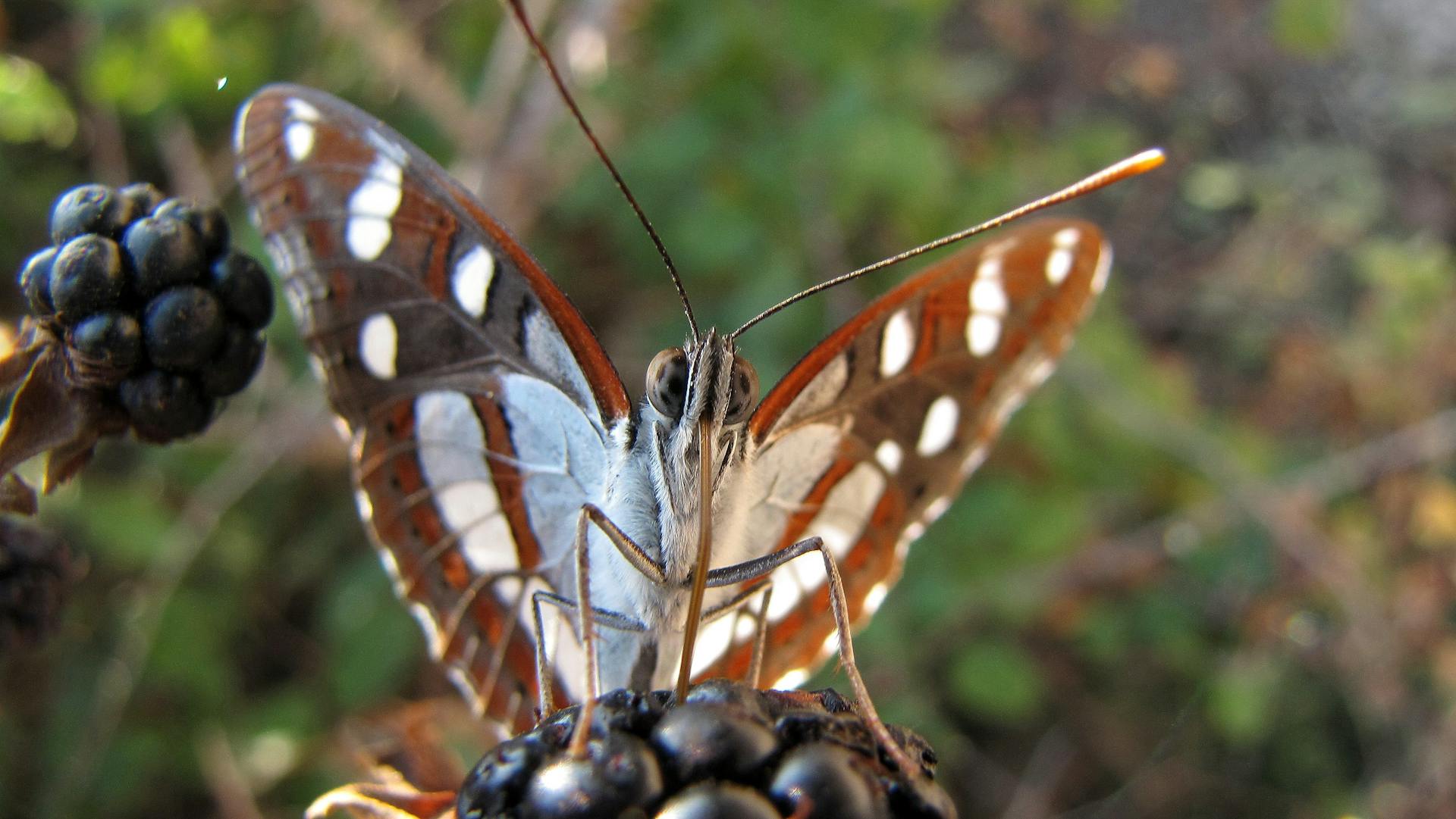 Supporting Specific Pollinators