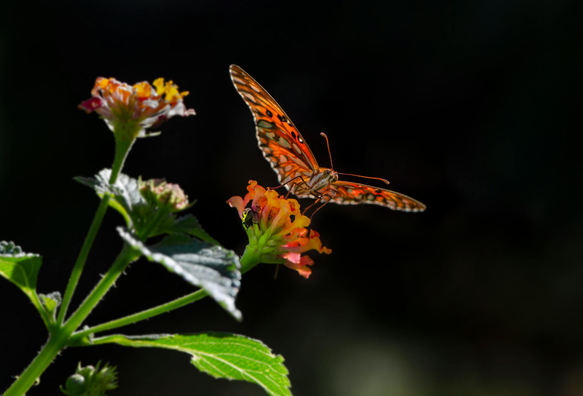 Creating a Pollinator-Friendly Habitat