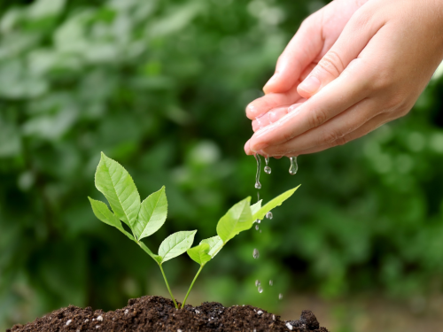 watering plant