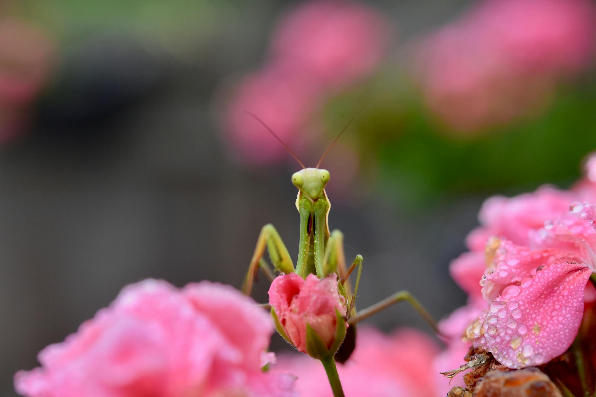 The First Line of Defence