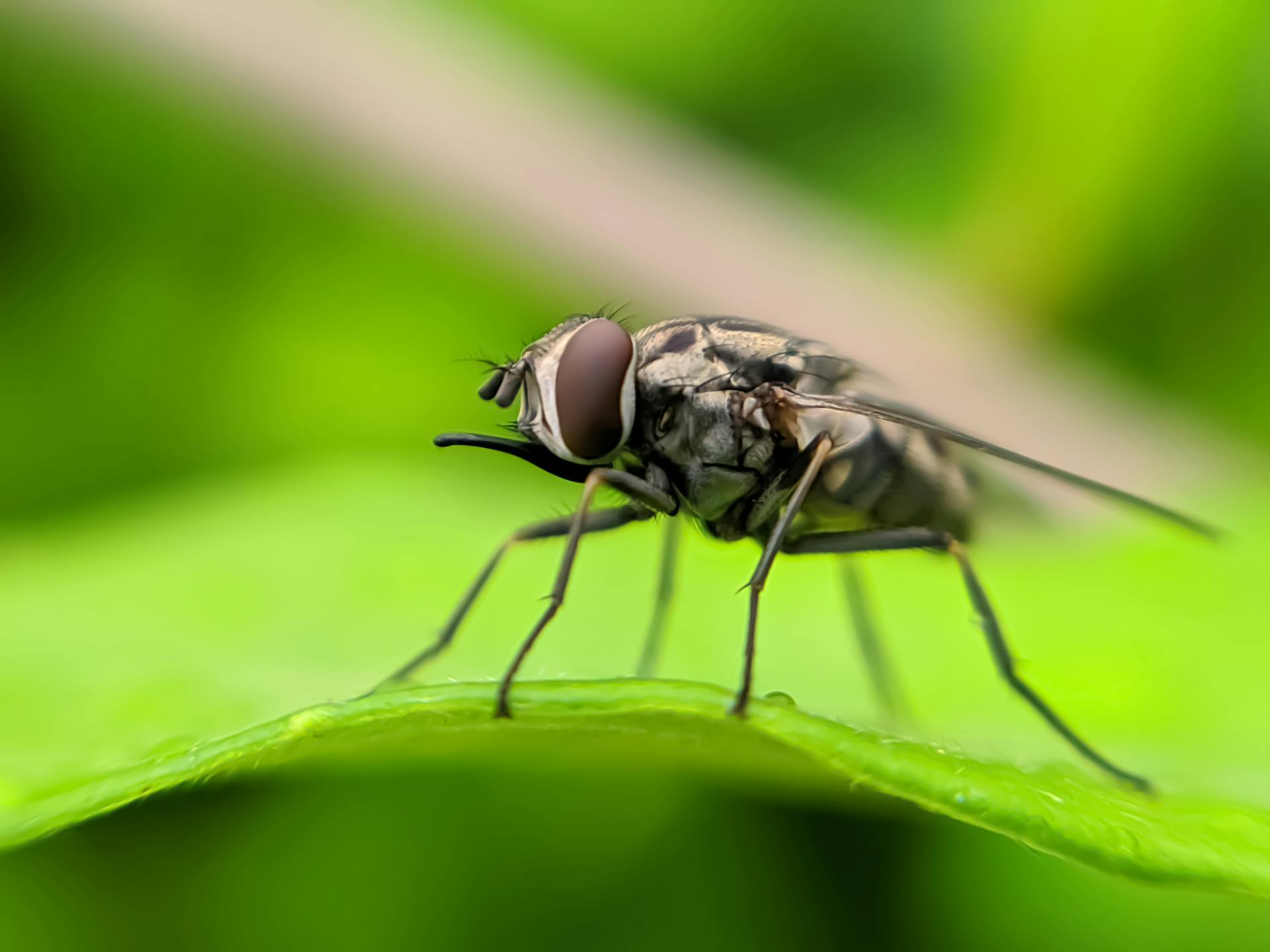 Pests That Commonly Develop Resistance