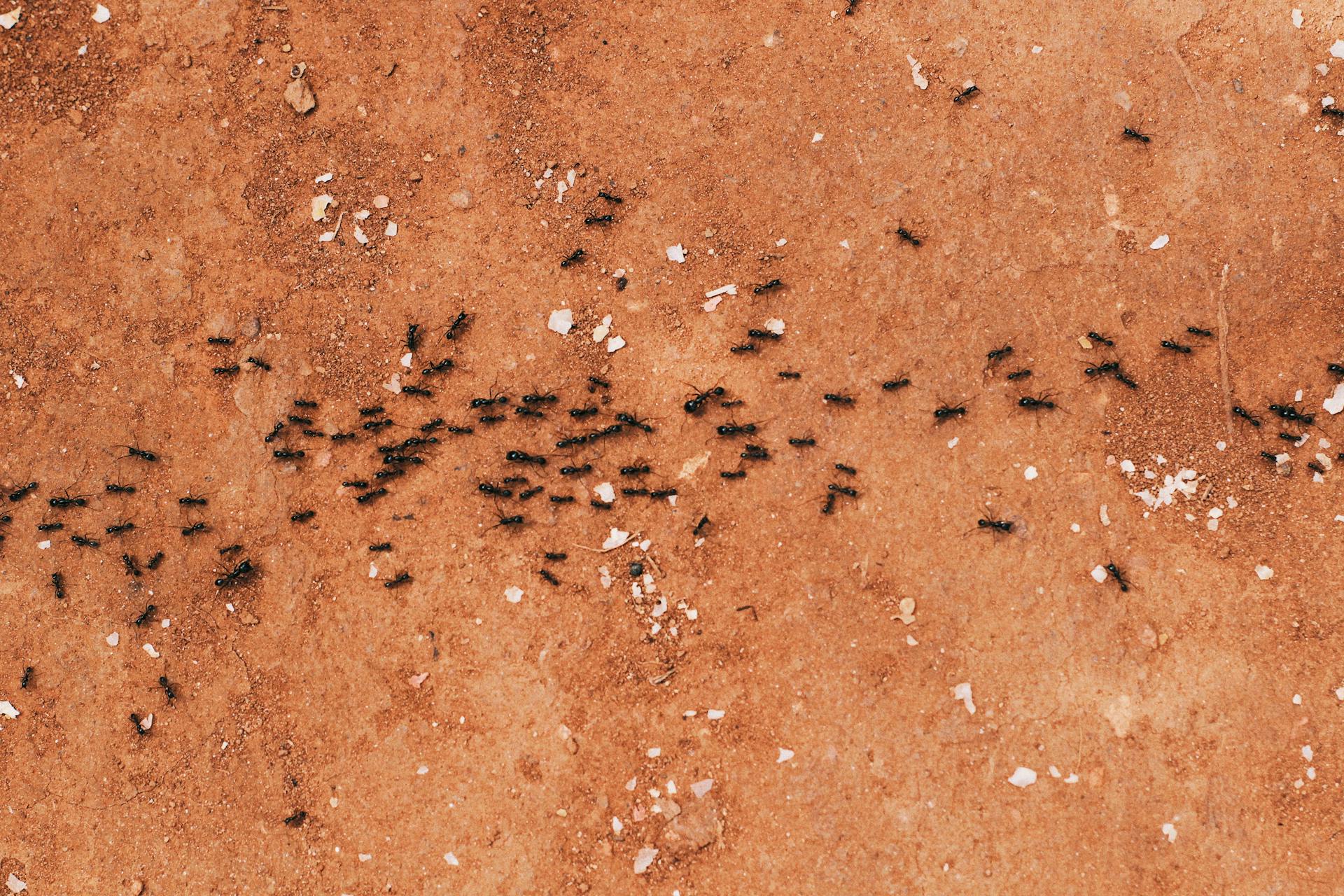 Understanding Ant Behaviour in Australia