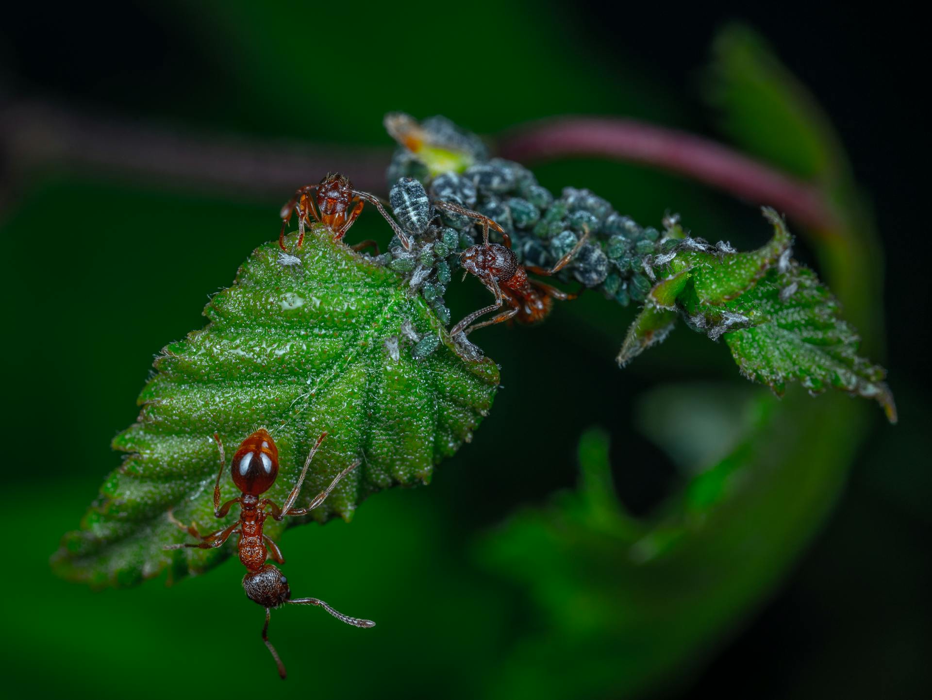 Natural and Chemical Solutions for Ant Control