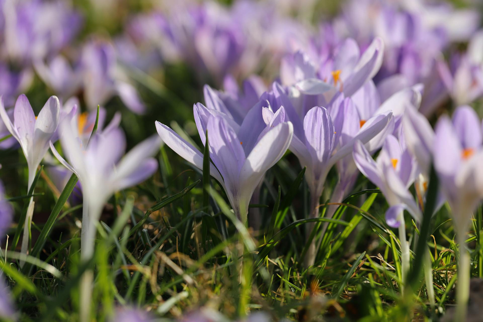 Why Do Flowering Plants Need Fertiliser