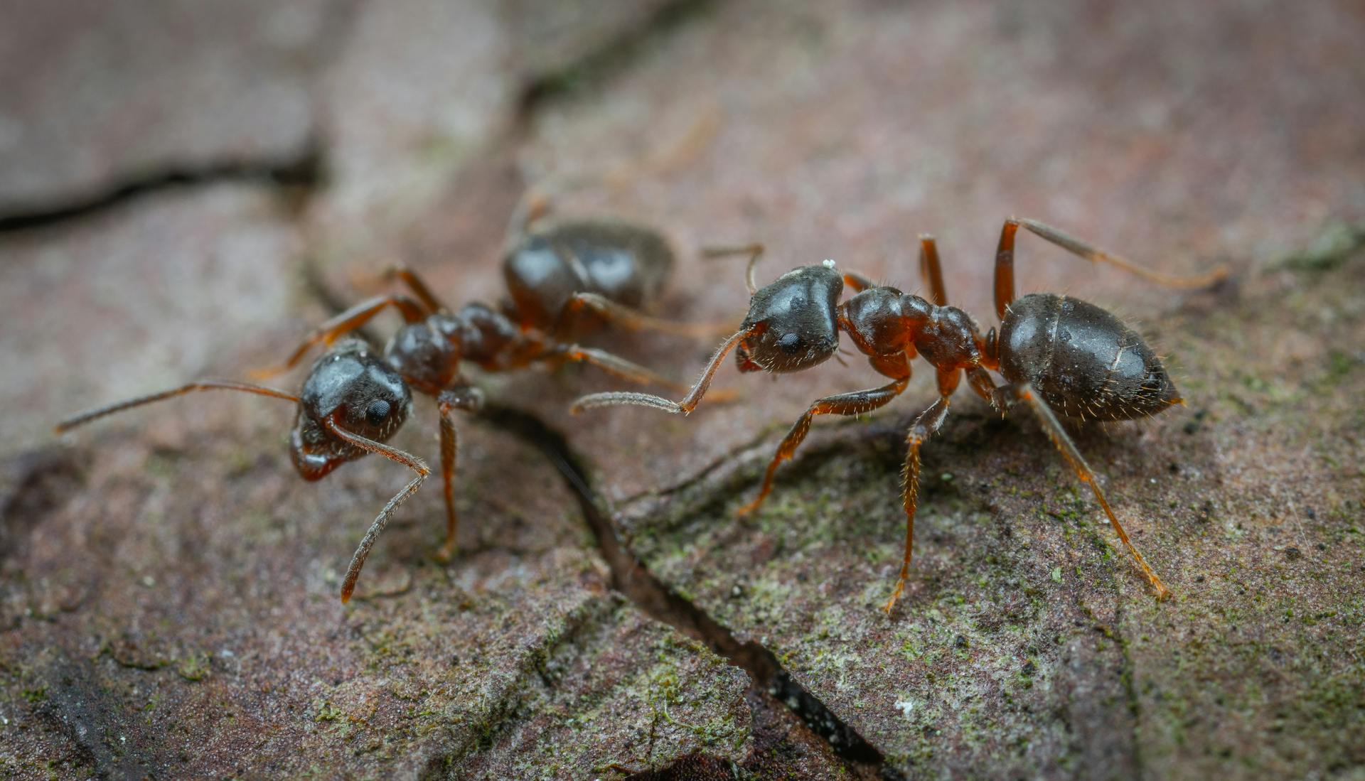 Preventing Future Ant Infestations