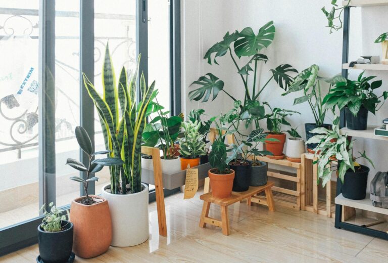 The Best Indoor Plants for Improving Air Quality
