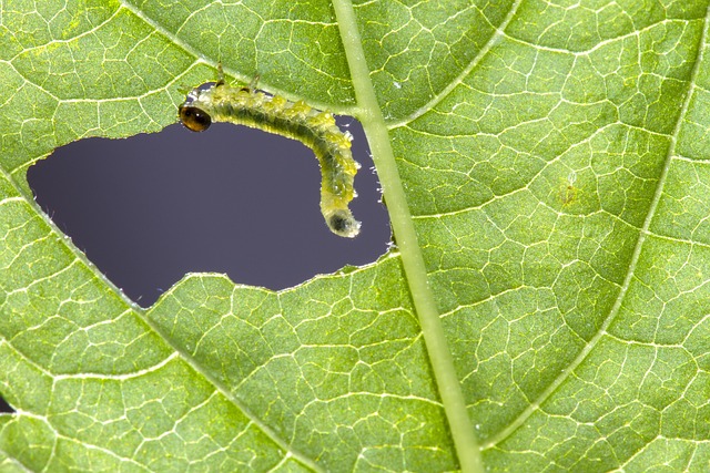 caterpillar