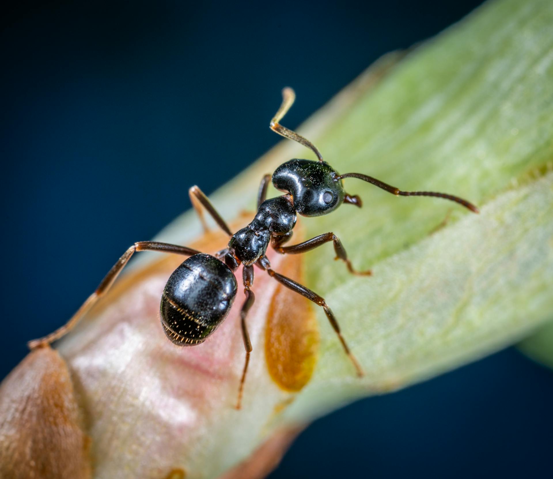 Why DIY Ant Control Often Fails