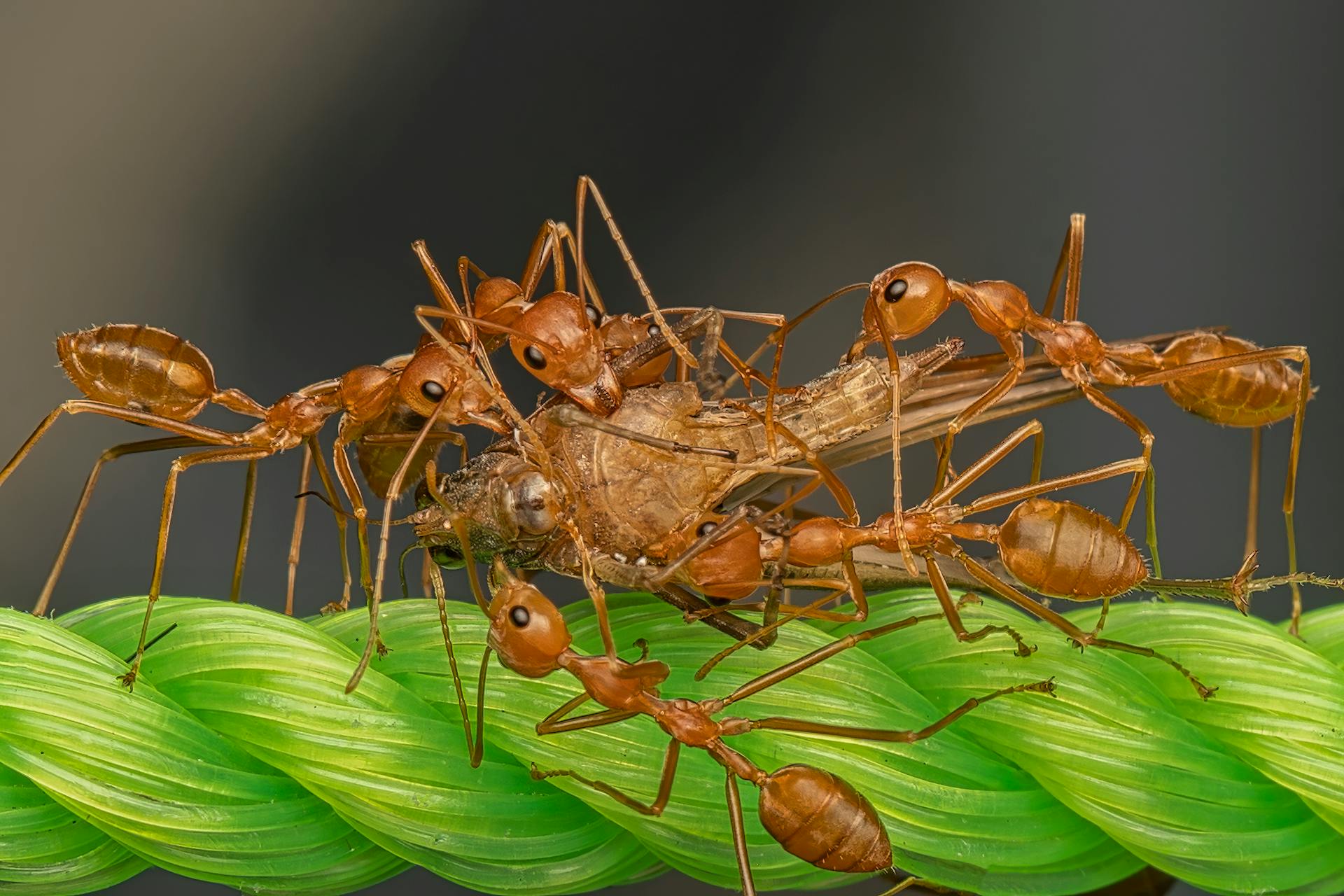 ant group