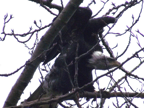 YoungBaldEagle img-0