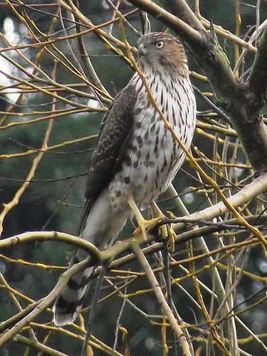 YoungCoopersHawk img-0