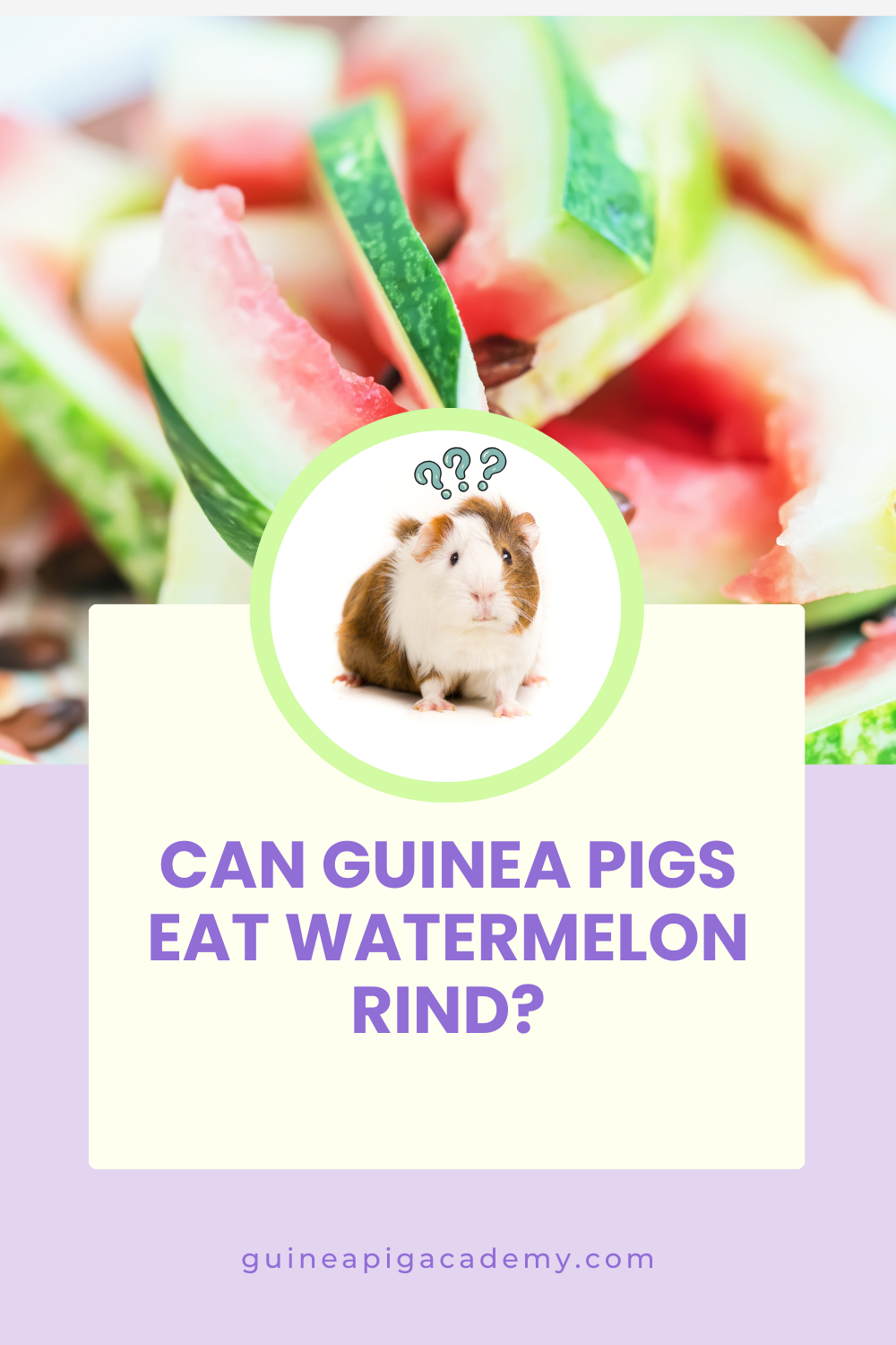 Can guinea pigs eat watermelon rind?