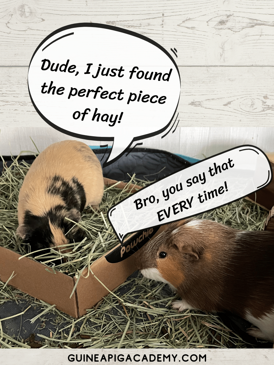 Guinea Pigs talking tan and brown Guinea Pig eating hay with Brown and Red Guinea Pig