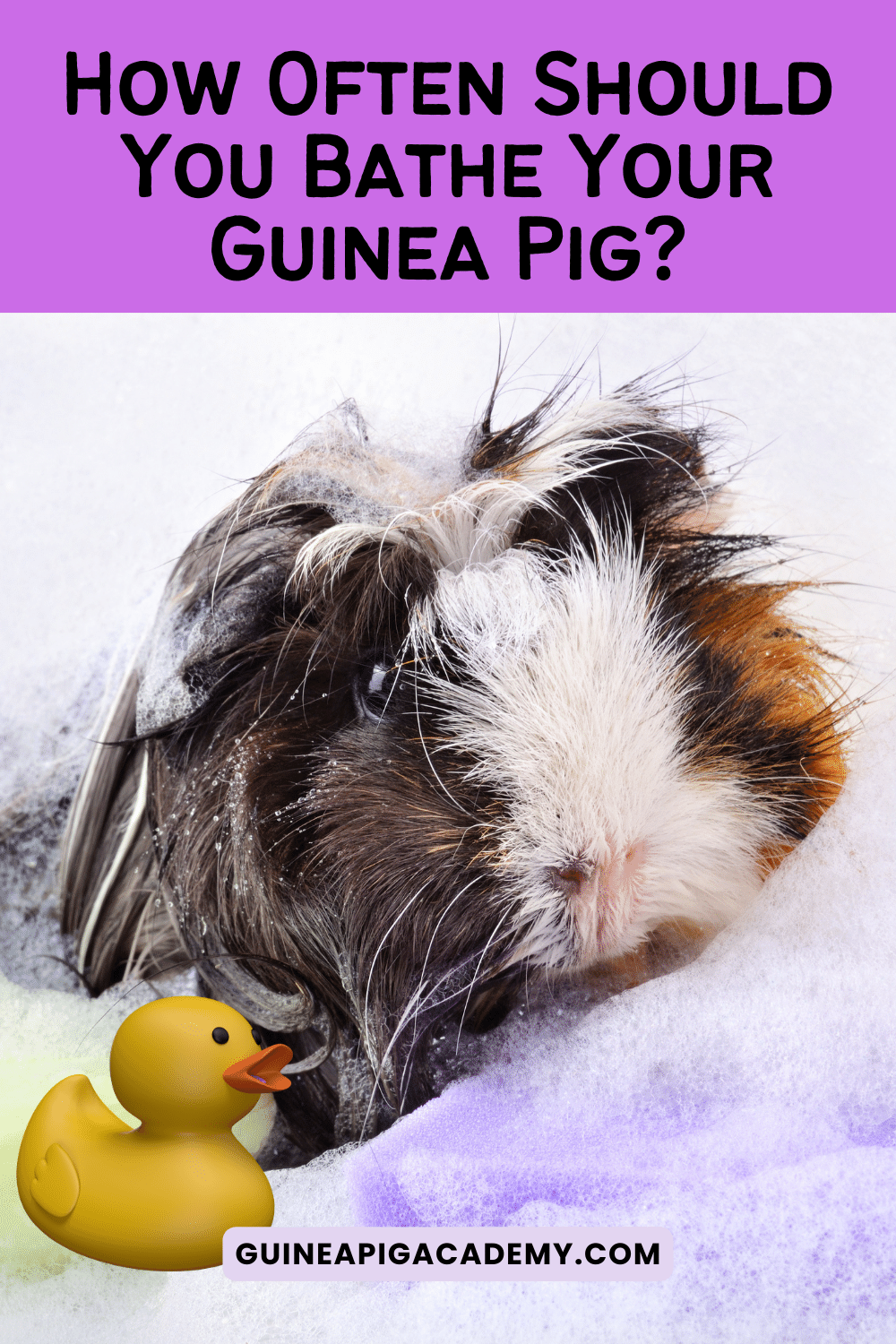 Expert Tips for Safely Bathing Your Guinea Pig.