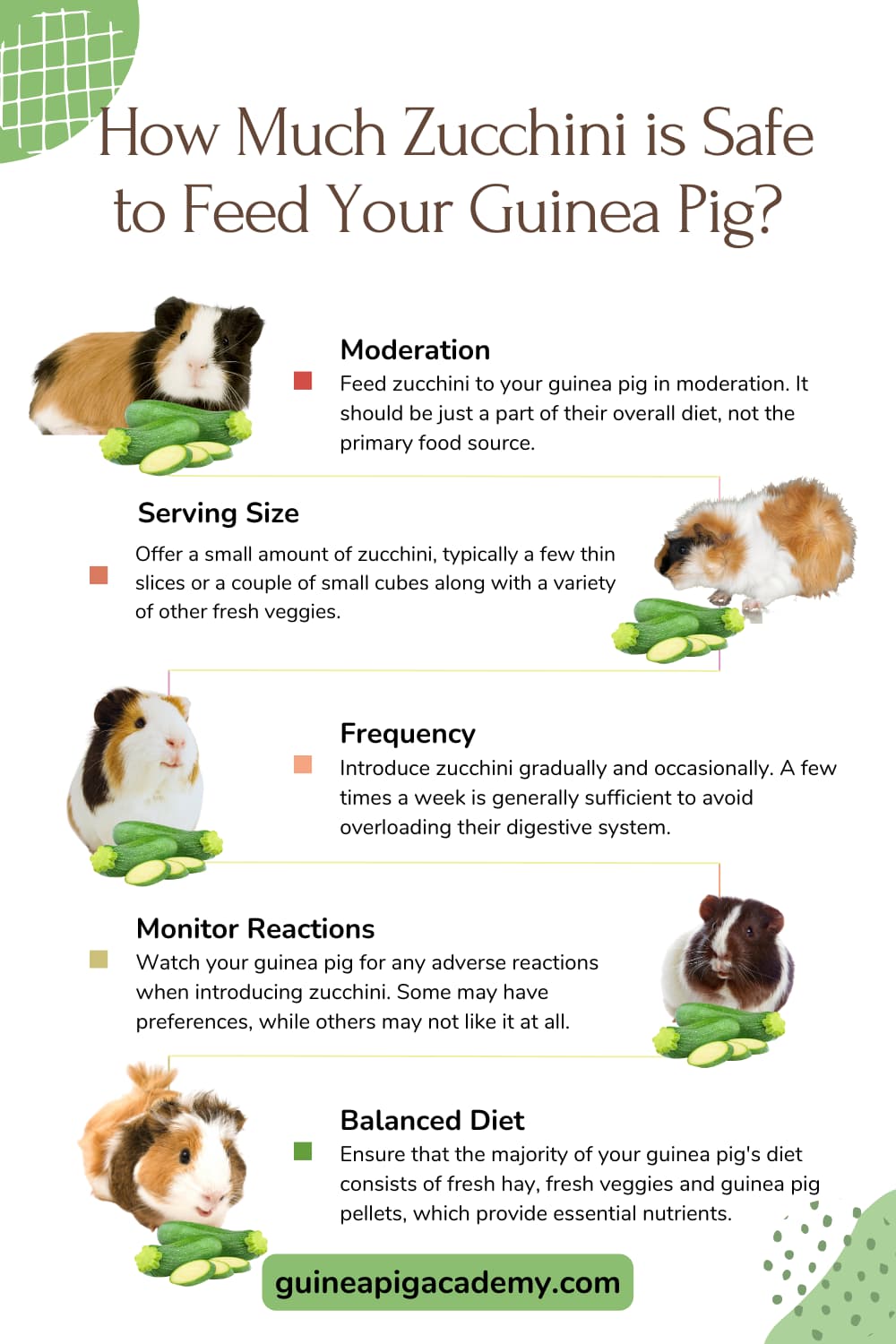How much zucchini is safe to feed your guinea pig.