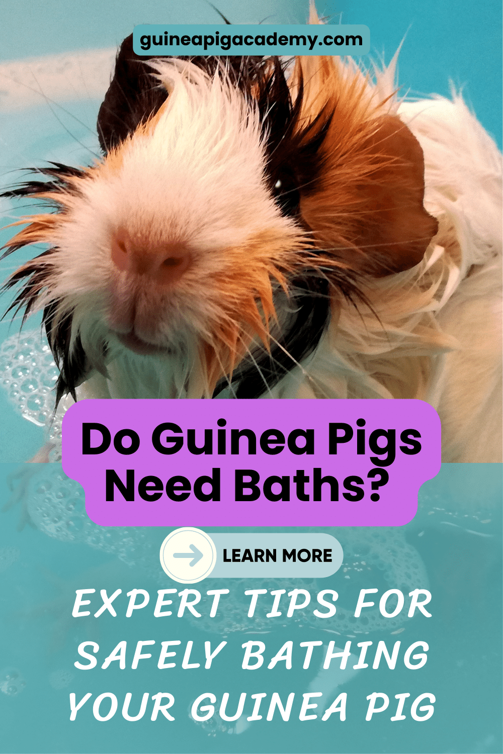 Do guinea pigs need baths? Expert tips for safely bathing your pet.