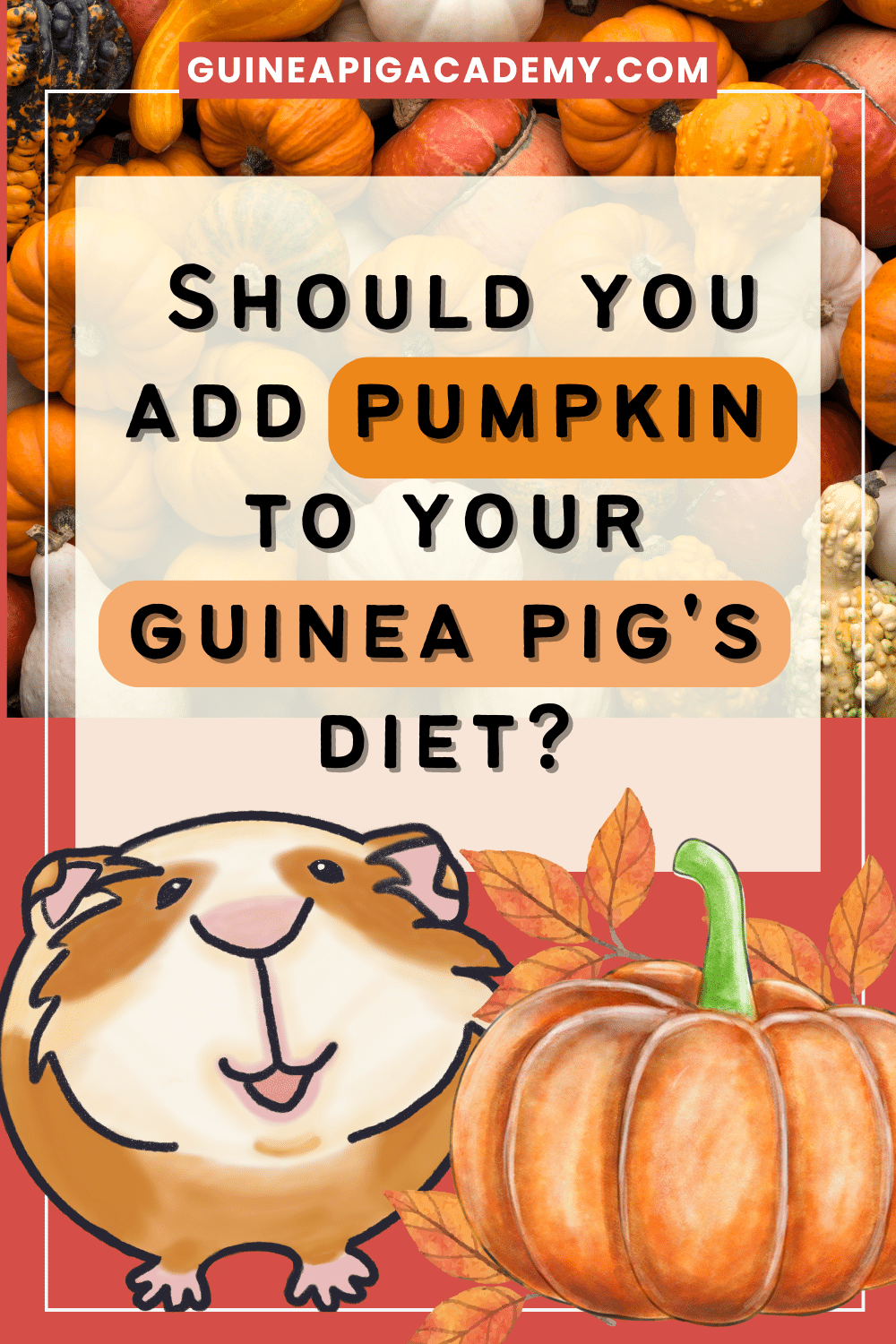 Can guinea pigs eat pumpkin?