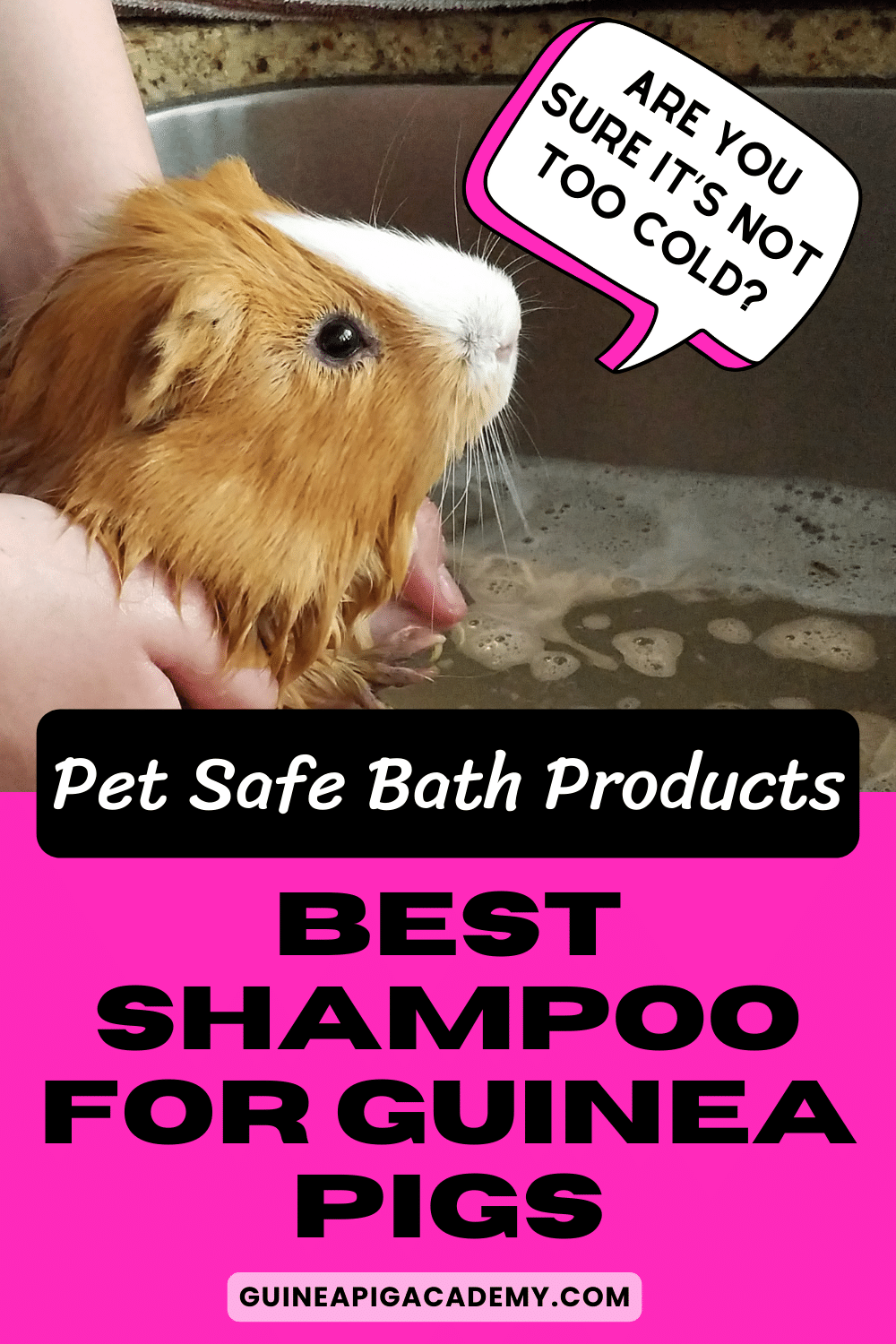 Best shampoo for safely bathing guinea pigs.