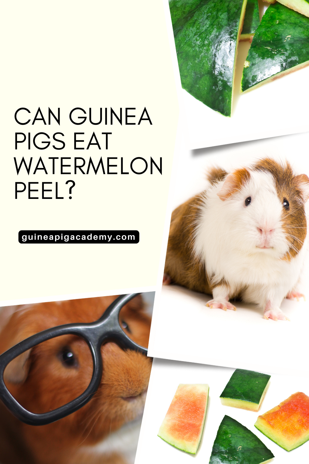 Can guinea pigs eat watermelon peel?